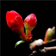 好看的木棉花高清图片大全